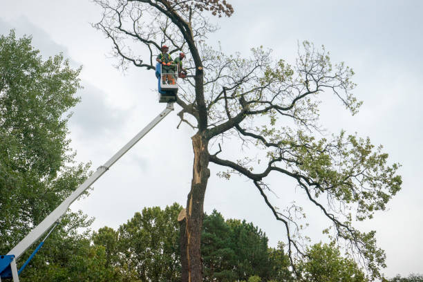 How Our Tree Care Process Works  in  Hidalgo, TX